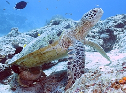 Sipadan_2015_Tortue Franche_Chelonia mydas_IMG_3004_rc